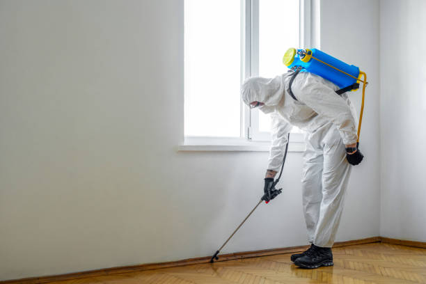 Best Flea Control Services  in Franklin, LA