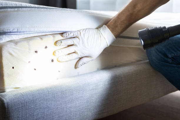 Best Rat Extermination Near Me  in Franklin, LA