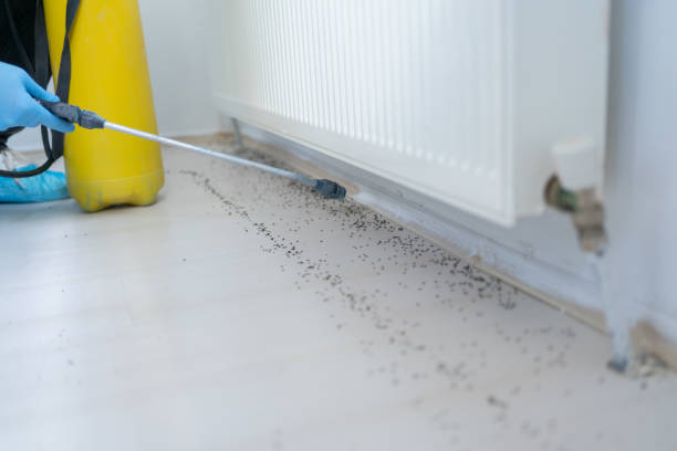 Best Rat Extermination Near Me  in Franklin, LA