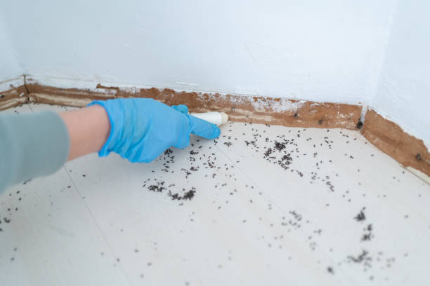 Best Insect Control  in Franklin, LA